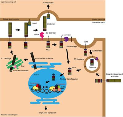 Notch Signalling in Breast Development and Cancer